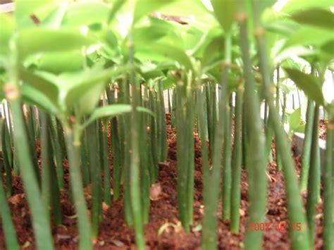 趨吉避凶植物